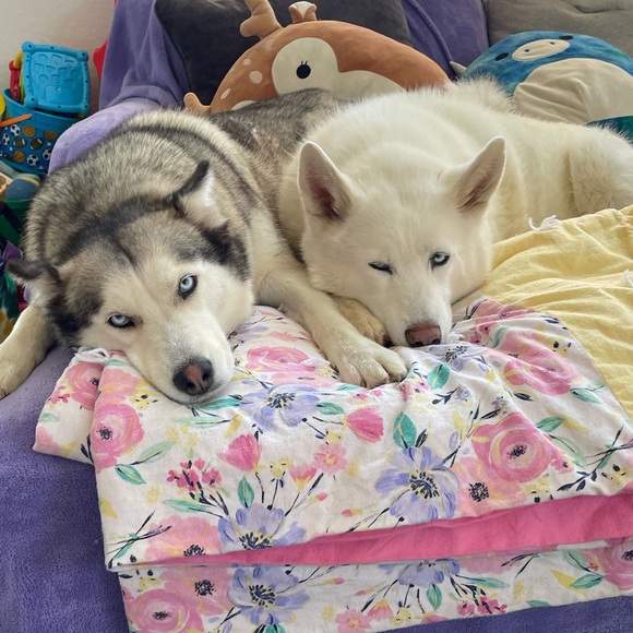 Meet your Posher, Shaye - Picture 1 of 1